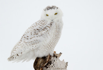 Картинка животные совы сова птица белая взгляд