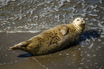 Картинка животные тюлени +морские+львы +морские+котики животное вода