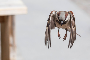 Картинка животные воробьи воробей