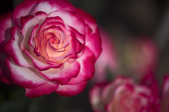 Картинка цветы розы bloom rose цветение роза