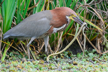 Картинка животные цапли +выпи охота цапля змея