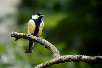 Картинка животные синицы +лазоревки птица ветка зелёный фон