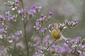 Картинка животные улитки ветка улитка капли цветы