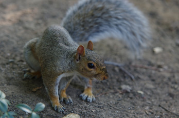 Картинка животные белки белка