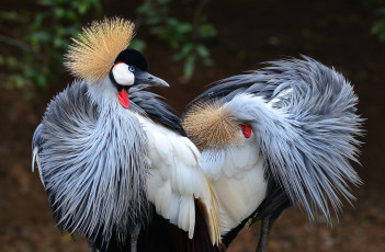 Картинка животные журавли венценосные