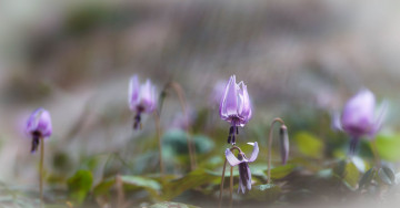 обоя цветы, фиалки, violet, фиолетовая, фиалка, purple