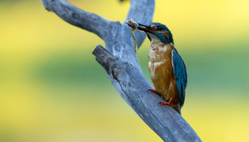 Картинка животные зимородки лягушка добыча ветка дерево зимородок птица сук