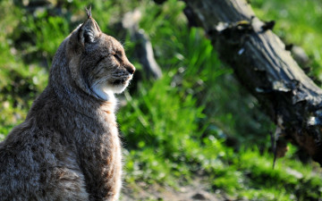 Картинка животные рыси профиль кошка рысь