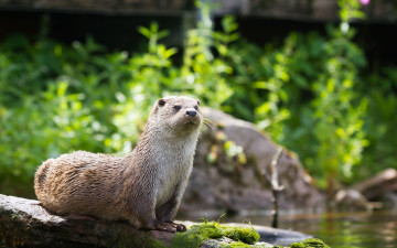 Картинка животные выдры +каланы +ондатры выдра камень тина взгляд