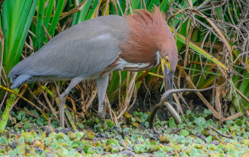 Картинка животные цапли +выпи охота змея цапля
