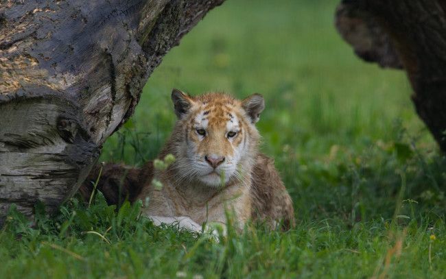 Обои картинки фото животные, тигры, кошка, золотой, тигр, тигрёнок, мокрый, коряга, трава