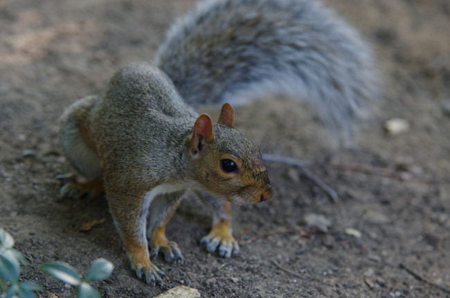 Обои картинки фото животные, белки, белка