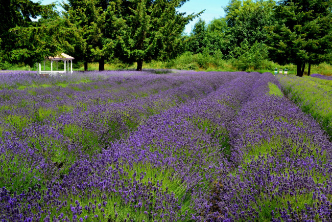 Обои картинки фото цветы, лаванда, цветение