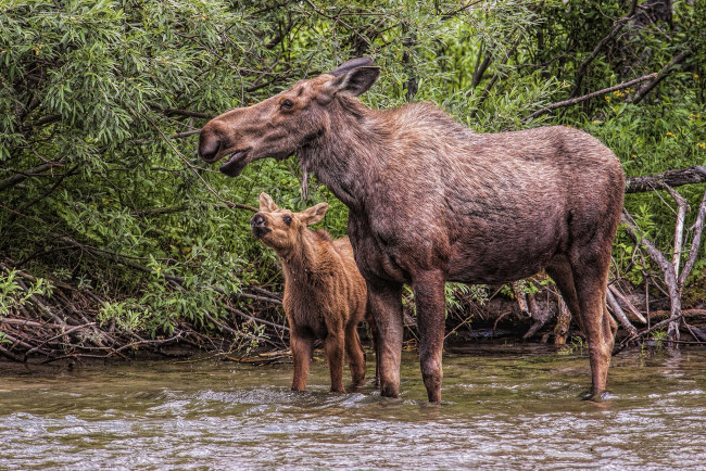 Обои картинки фото животные, лоси, лосенок, лосиха