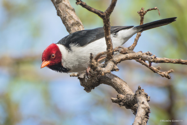 Обои картинки фото животные, птицы, птица