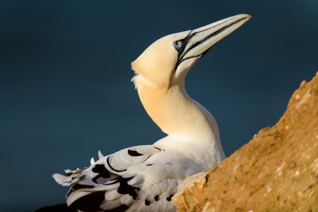 Обои картинки фото животные, птицы, птица, клюв