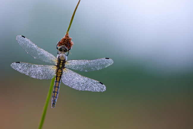 Обои картинки фото животные, стрекозы, роса, капельки, стрекоза, травинка