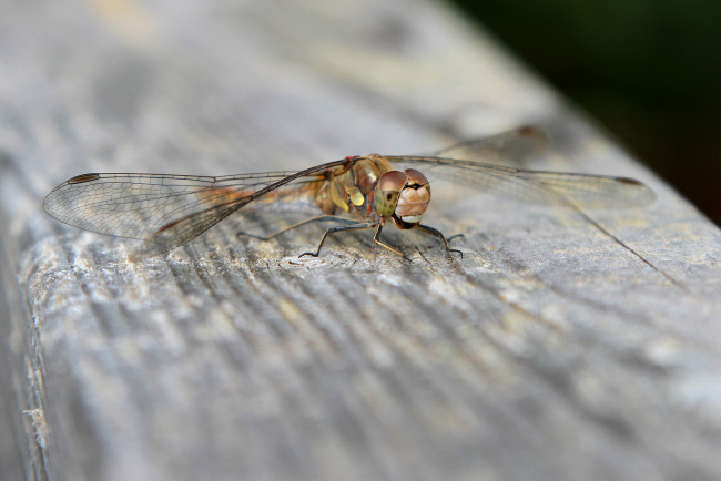 Обои картинки фото животные, стрекозы, стрекоза, макро