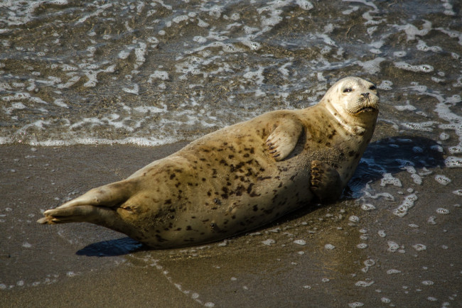 Обои картинки фото животные, тюлени,  морские львы,  морские котики, животное, вода
