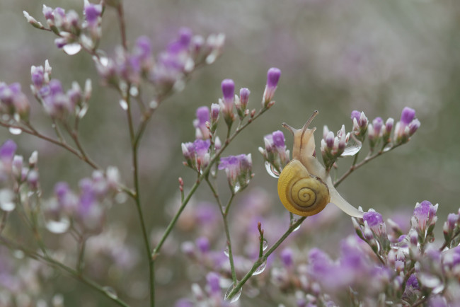 Обои картинки фото животные, улитки, ветка, улитка, капли, цветы