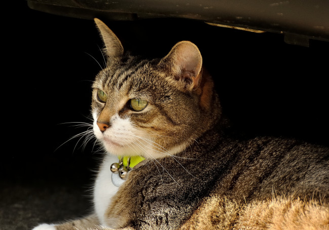 Обои картинки фото животные, коты, колокольчики, полосатая, киса