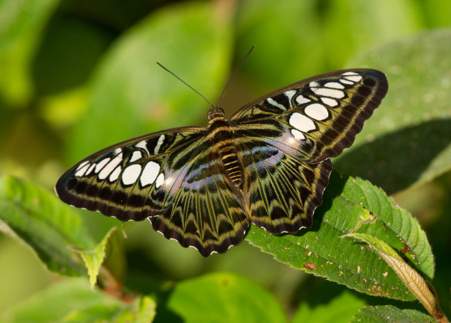 Обои картинки фото животные, бабочки, бабочка