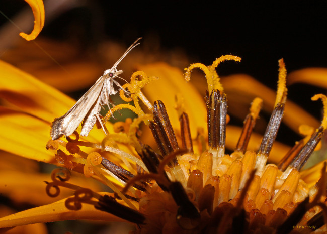 Обои картинки фото животные, насекомые, моль, тычинки, цветок, насекомое, макро