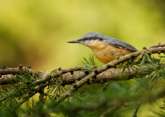 Картинка животные поползни поползень