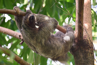 Картинка животные ленивцы ленивец