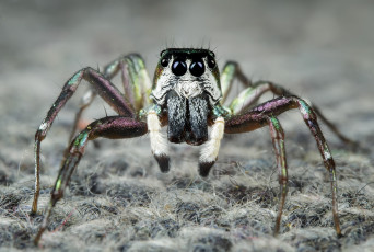 Картинка животные пауки паучок