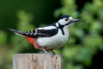 Картинка животные дятлы дятел