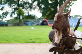 Картинка животные козы лавочка коза скамья