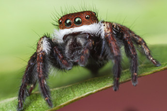 Картинка животные пауки паучок