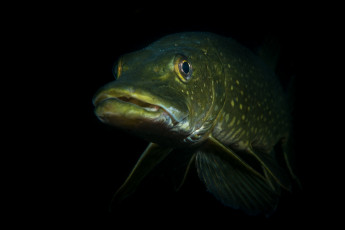 Картинка животные рыбы щука