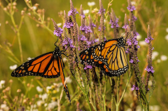 Картинка животные бабочки +мотыльки +моли луг цветы