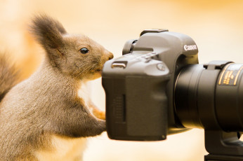 Картинка животные белки белка фотоаппарат