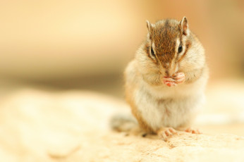 Картинка животные бурундуки бурундук