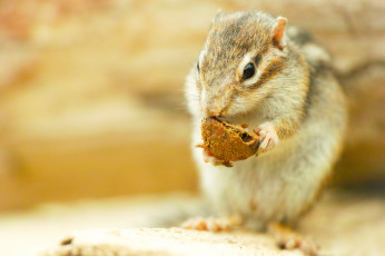 Картинка животные бурундуки бурундук фон