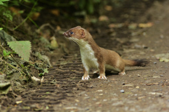 Картинка животные хорьки +куницы +горностаи +ласки +соболи горностай