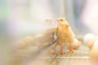 Картинка животные куры +петухи цыплёнок