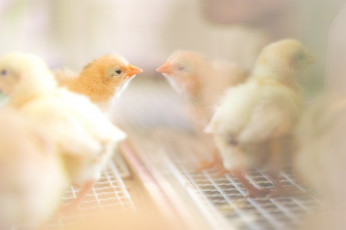 Картинка животные куры +петухи цыплёнок