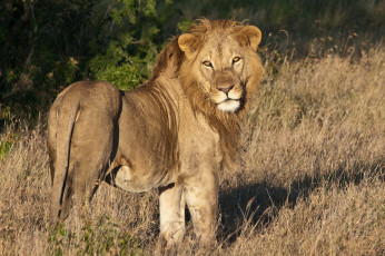 Картинка животные львы лев