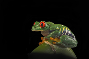 Картинка животные лягушки лягушка