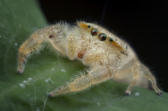 Картинка животные пауки паучок