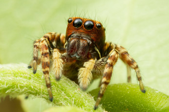 Картинка животные пауки паучок