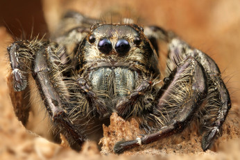 Картинка животные пауки паучок