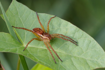 Картинка животные пауки паук лист макро