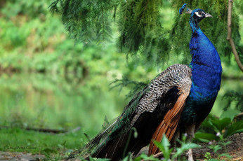 Картинка животные павлины павлин