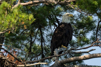 Картинка животные птицы+-+хищники белоголовый орлан