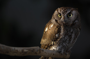 Картинка животные совы ночь сова